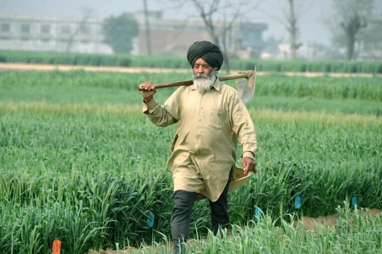 Punjab farmers