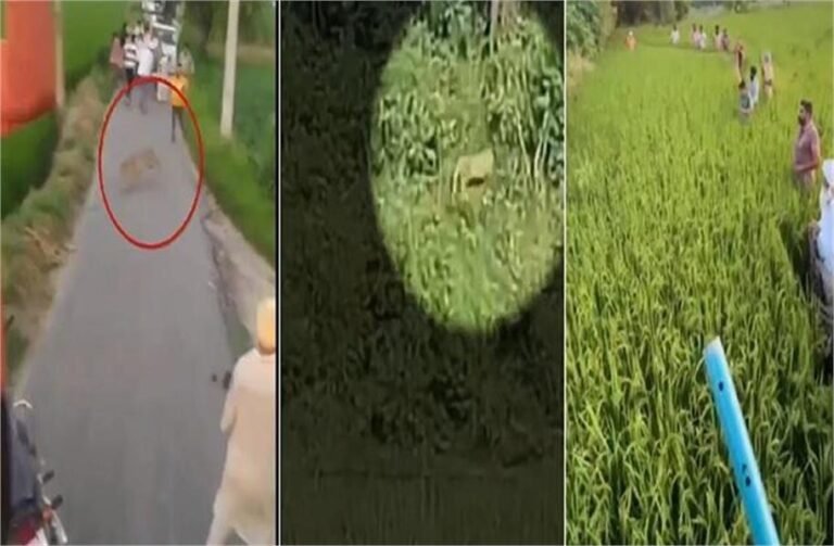 पंजाब के इस इलाके में तेंदुए ने मचाई भगदड़, लोगों की फूली सांसें