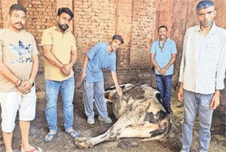 पंजाब में एक और गाय की मौ+त, भड़के गो भक्त