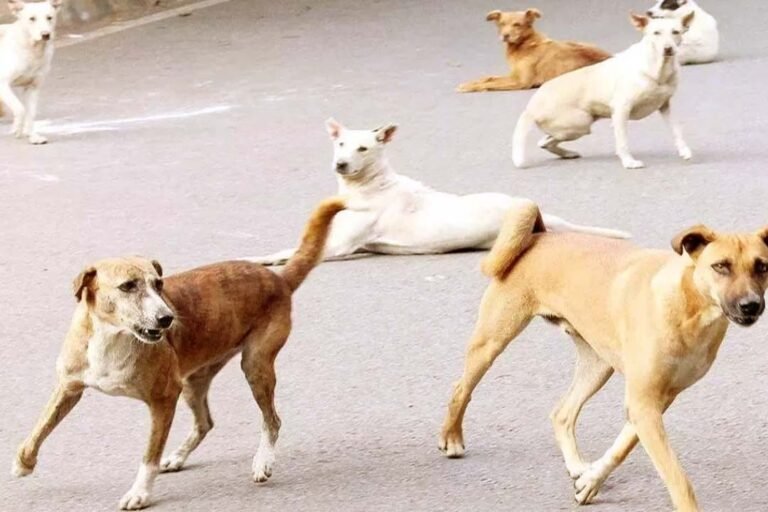 इलाके में आवारा कुत्तों ने मचाया आतंक, महिला सहित 2 लोगों को किया लहूलुहान