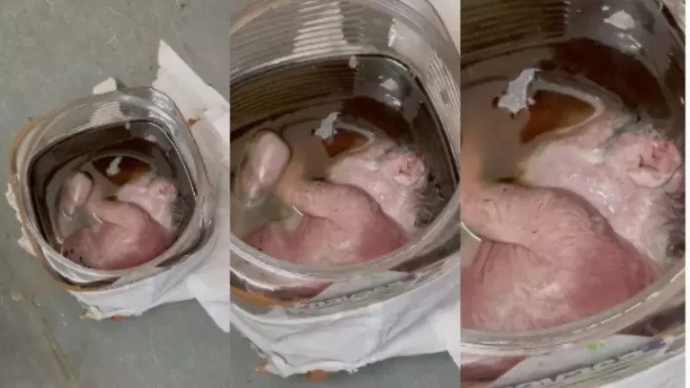 National: एयरपोर्ट में स्कैनिंग के दौरान कोरियर में मिला नवजात बच्चा,मचा हड़कंप एयरपोर्ट में स्कैनिंग के दौरान कोरियर में मिला नवजात बच्चा,मचा हड़कंप